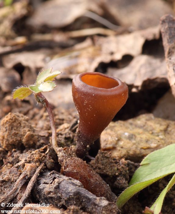 Anemone Cup, Dumontinia tuberosa (Mushrooms, Fungi)